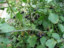 Image result for Solanum americanum