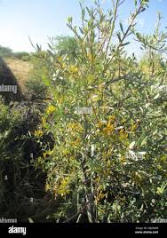 Image result for Oncocalyx