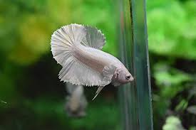 The siamese fighting fish (betta splendens), also known as the betta, is a freshwater fish native to thailand (formerly siam) and present in neighboring cambodia, laos, malaysia, indonesia, and vietnam. Plakat Betta Fish White Platinum Hmpk Male Buy Online In Serbia At Serbia Desertcart Com Productid 69473315