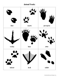 Animal Track Cards Pdf Google Drive Animal Tracks Animal Footprints Animal Activities