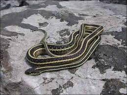 Gulf Coast Ribbon Snake Snake Texas Snakes Gulf Coast