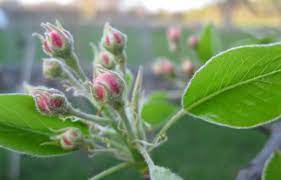 Fruit trees prefer an organic, high nitrogen fertilizer. Fertilizing Fruit Trees Unh Extension