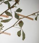 Image result for Crotalaria longithyrsa