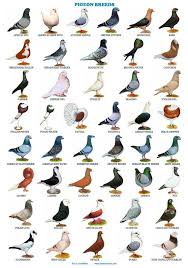 Birds Of The Same Feather Flock Together Meaning In Hindi A4 Laminated Posters Pigeons 44 Breeds Homers Tumblers Etsy In 2020 Pigeon Breeds Pigeon Pictures Bird Breeds