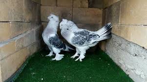 Blt Blt Adli Kullanicinin Guvercin Pidgeon Panosundaki Pin