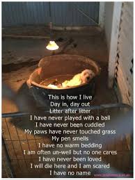 Pin On All About Dogs