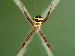 Black And Yellow Striped Spider Australia St Andrew S Cross Spider With Images Spider Scared Of Spiders Australia Photos