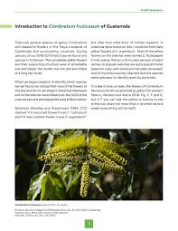 Image result for Combretum holstii