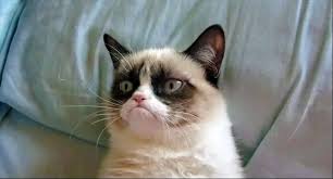 Brief History Of Internet Sensation Grumpy Cat Cats Breed