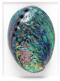 Abalone reproductive organs are on their right side. Paua Abalone 11 14 Christopher Marley