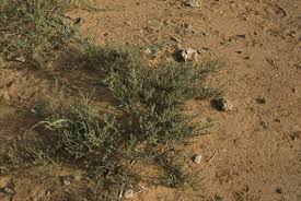 Image result for Bergia