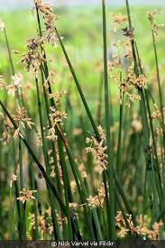 Image result for Schoenoplectus scirpoides