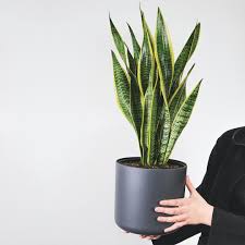 Image result for Sansevieria trifasciata
