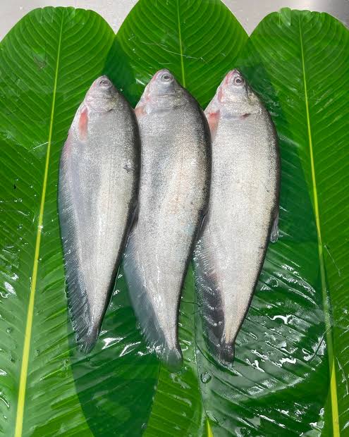 ফলি মাছ