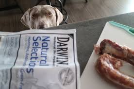 Darwin S Raw Dog Food Review Frozen Raw Dog Food Delivered