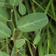 Image result for Alysicarpus