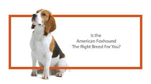Puppies for sale visit petland bolingbrook illinois. American Foxhound Puppies Petland Orlando East