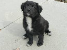 Patience and tranquility are the two main traits of this majestic breed. New Oxford Pa Great Pyrenees Meet Chloe A Pet For Adoption