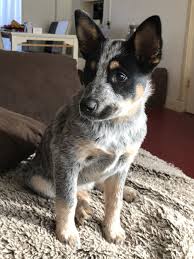 Dog pregnancy week by week: Our Blue Heeler Kip 17 Weeks Old Austrailian Cattle Dog Heeler Puppies Australian Dog Breeds