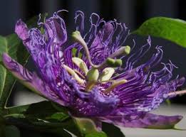 Rainforest Plants Passion Flower Rainforest Plants Rainforest Flowers Passion Flower