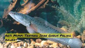 9 Arti Mimpi Tentang Ikan Gabus Paling Akurat
