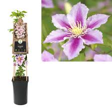 In cooler climates, this plant blooms non stop from late spring through early fall. Clematis Piilu Online Kaufen