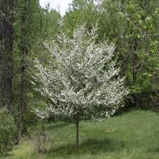 Image result for Crataegus