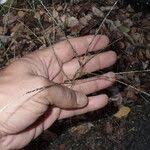 Image result for Digitaria nuda