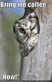 Bird That Sounds Like An Owl Untitled Owl Owl Pictures Cute Owl