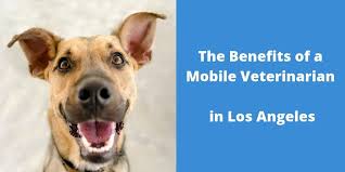 We offer low cost vaccines & testing and heartworm, flea & tick preventatives for cats & dogs! The Benefits Of A Mobile Veterinarian In Los Angeles Blog
