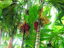 21 pokok 3d models found. Plantfiles Pictures Areca Species Orange Crownshaft Palm Pinang Merah Red Ceiling Wax Palm Sunset Palm Areca Vestiaria By Palmbob
