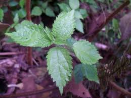 Image result for Droguetia