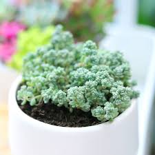 Image result for Sedum