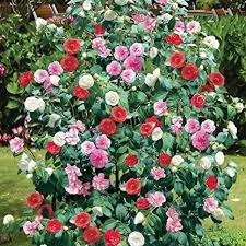 Check spelling or type a new query. Camellia Tricolour 1 Shrub Amazon Co Uk Garden Outdoors