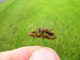 Image result for Lotononis bainesii