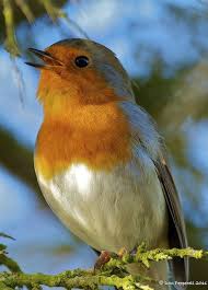 Birds Chirping In The Morning Good Morning Pet Birds Beautiful Birds Robin Bird