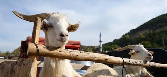 Though both celebrations can go by the shorter eid , the two are not the same. Eid Ul Adha Animals In Islam