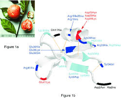 Image result for Pentadiplandra