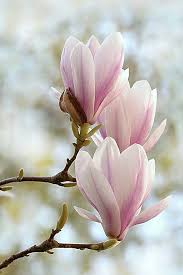 Pin By Marek Kilijan On Fleurs Plantes Magnolia Flower Flower Painting Magnolia