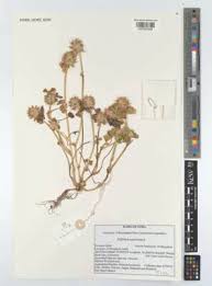 Image result for Trifolium spumosum