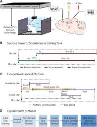 Image result for Thalamic Stimulation