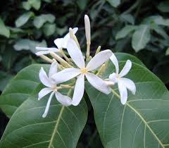 Image result for Saba comorensis