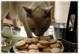 Recette Maison Pour Chat Mystere Naturel Maison Chat Nourriture Pour Chat Faite Maison Nourriture Chat
