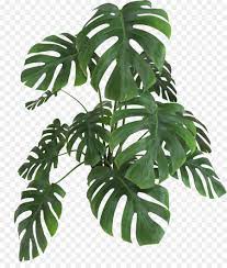Pin Em Plantas