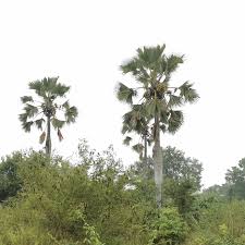 Image result for Raphia australis