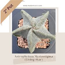 Image result for Centrostigma