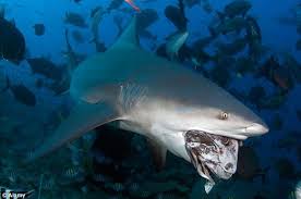 However, they may be attacked by great white sharks. Men Wrestle With Sharks In Bizarre Tug Of War Style Fishing Shark Bull Shark Shark Attack