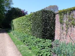 Image result for Živý plot z habru