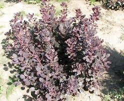 Healthy, top quality dogwood shrubs for sale. Andre Briant Jeunes Plants Variety Range
