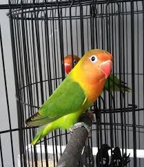 We did not find results for: 5 Cara Mudah Mengenali Ciri Lovebird Josan Trah Juara